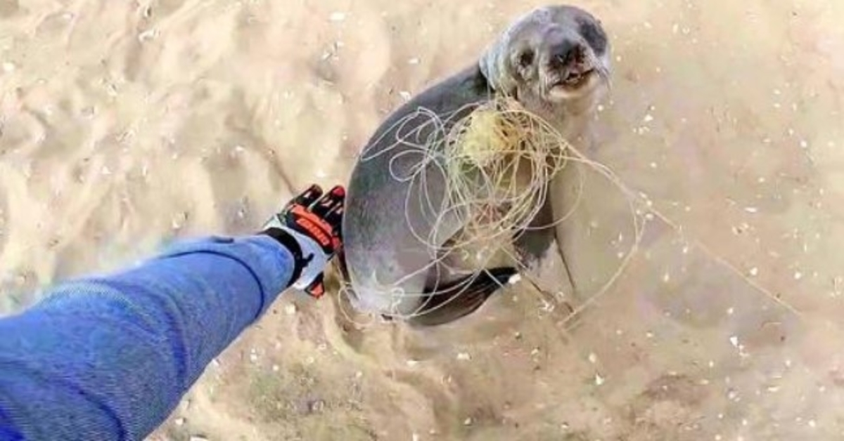 Το Baby Seal σταματά για να ευχαριστήσει τους διασώστες του που το απελευθέρωσαν πριν επανέλθει στην οικογένειά του