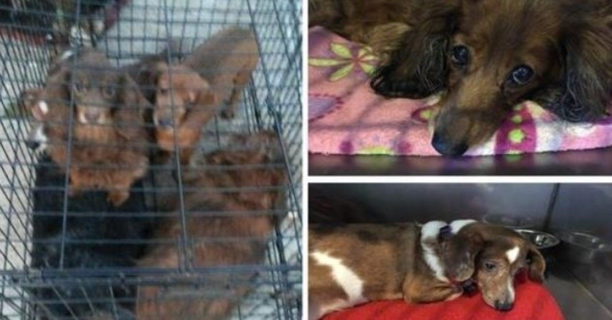 25 παραμελημένα Dachshunds που εγκαταλείφθηκαν σε ένα δρόμο δεν έχουν ιδέα ότι η βοήθεια είναι επιτέλους εδώ