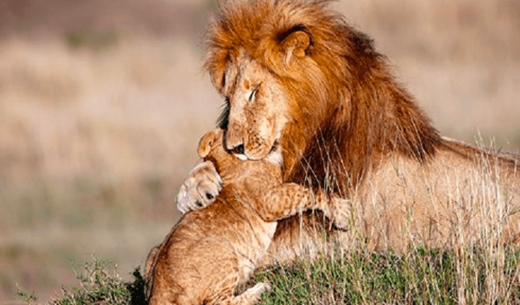 Real Life Lion King (7+ φωτογραφίες) – Φωτογράφος απαθανατίζει τον μπαμπά και το λιοντάρι σε μαγική αγκαλιά