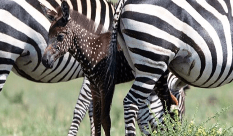 Το Baby Zebra γεννήθηκε με κουκκίδες αντί για ρίγες – Πρώτη φορά ηχογραφήθηκε ποτέ (+8 φωτογραφίες)