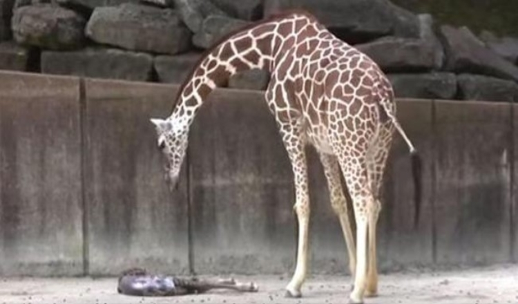 Ρολόγια Mama Giraffe για οποιαδήποτε σημάδια ζωής στο εξαντλημένο νεογέννητο μωρό της