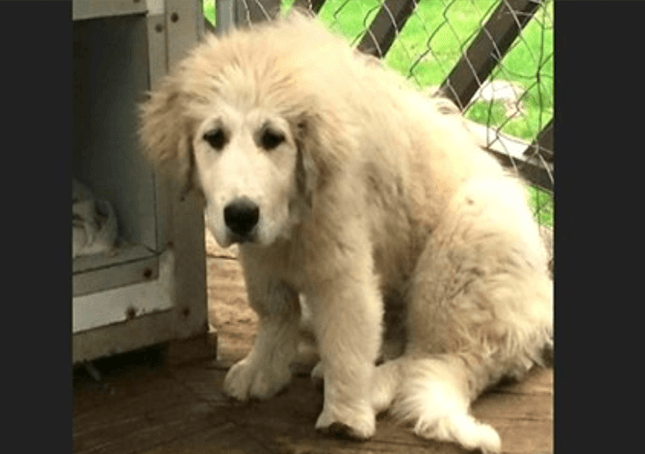 Το παραμελημένο κουτάβι Great Pyrenees με παραμορφωμένο πόδι έχει μια δεύτερη ευκαιρία