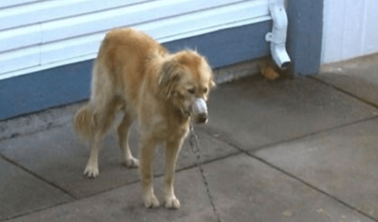 Ζευγάρι ρολόγια ως Neighbor’s Golden Retriever παραμελείται έως ότου δεν μπορούν να παρακολουθήσουν άλλο