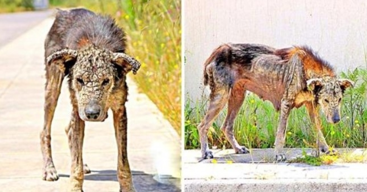 Το σώμα του Unloved Dog γίνεται σκληρό σαν πέτρα, χάνει κάθε κινητικότητα και περιμένει να πεθάνει