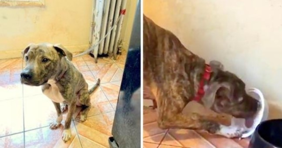 Το Pit Bull λιμοκτονούσε και ήταν αλυσοδεμένο στο καλοριφέρ για 6 μήνες, τρώει χιόνι νομίζοντας ότι είναι φαγητό