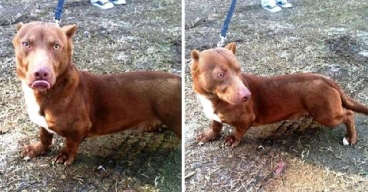 Περίεργο κουτάβι “Pit Bull-Dachshund” περιπλανιέται στην αυλή του ανθρώπου και εκλιπαρεί για βοήθεια