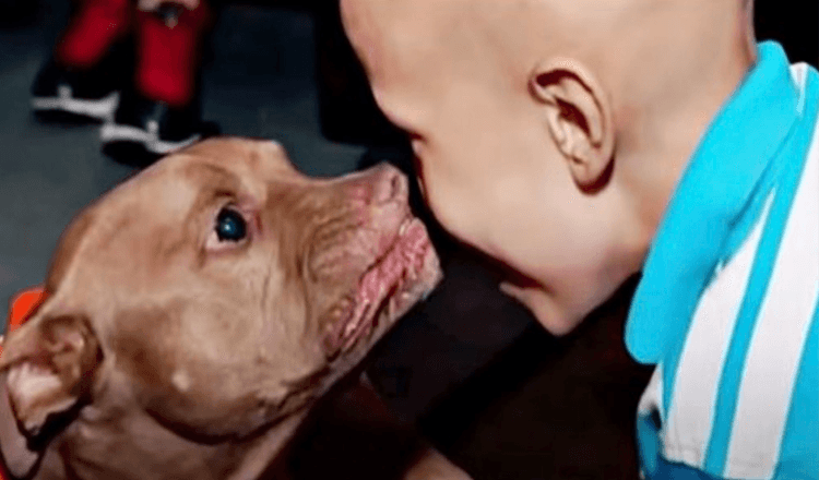 Το Pit Bull From Kill-Shelter Senses Boy is Sick & Goes Straight For Hen