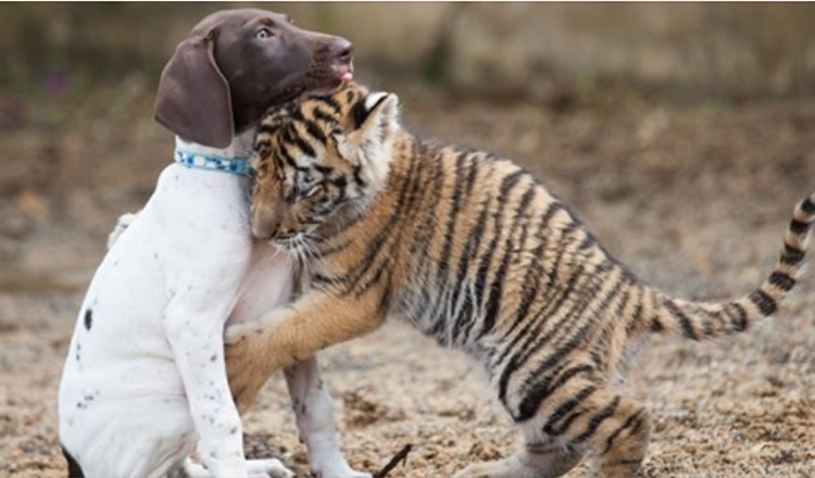 Το Tiger Cub που απορρίφθηκε από τη μητέρα του βρίσκει τον καλύτερο φίλο σε ένα κουτάβι