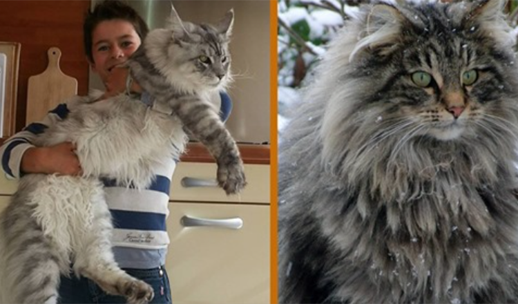 The Gentle Giant: Meet the Maine Coon- The Dog Of The Cat World