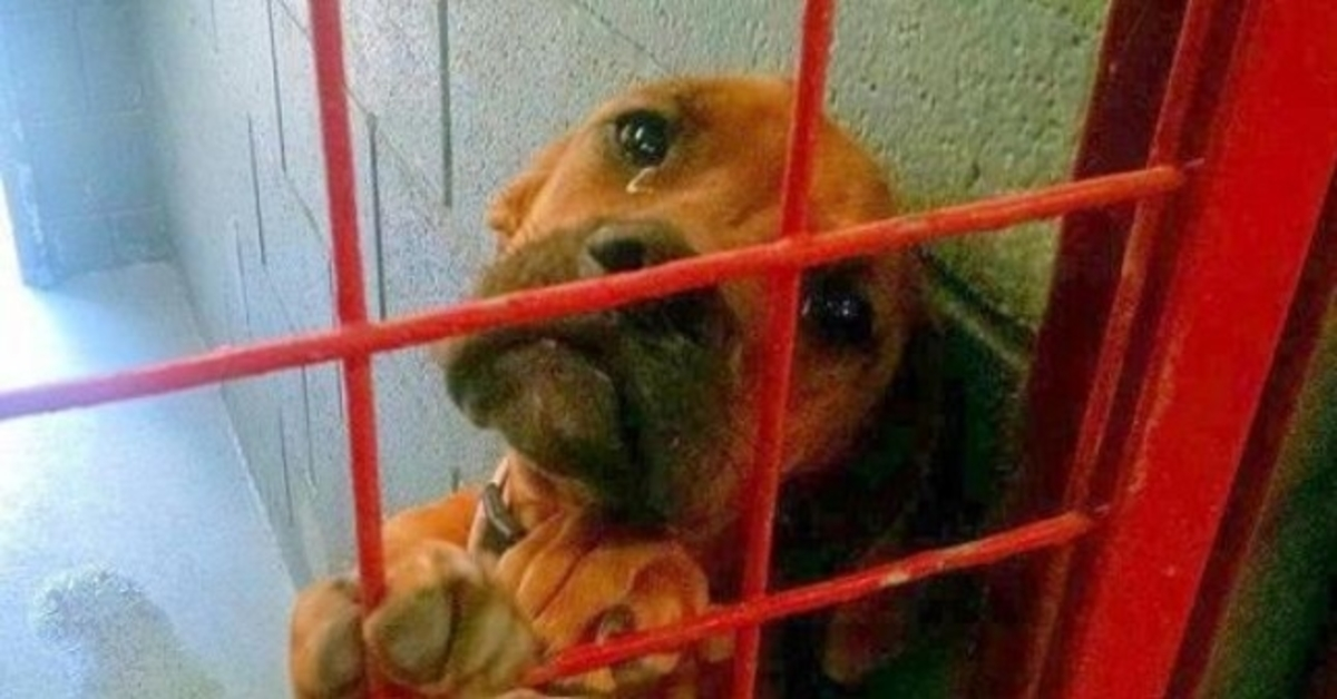 Shelter Shared Dog’s Photo Crying Real Tears As κανένας Πιθανός Υιοθεσίας την Επιλέγει