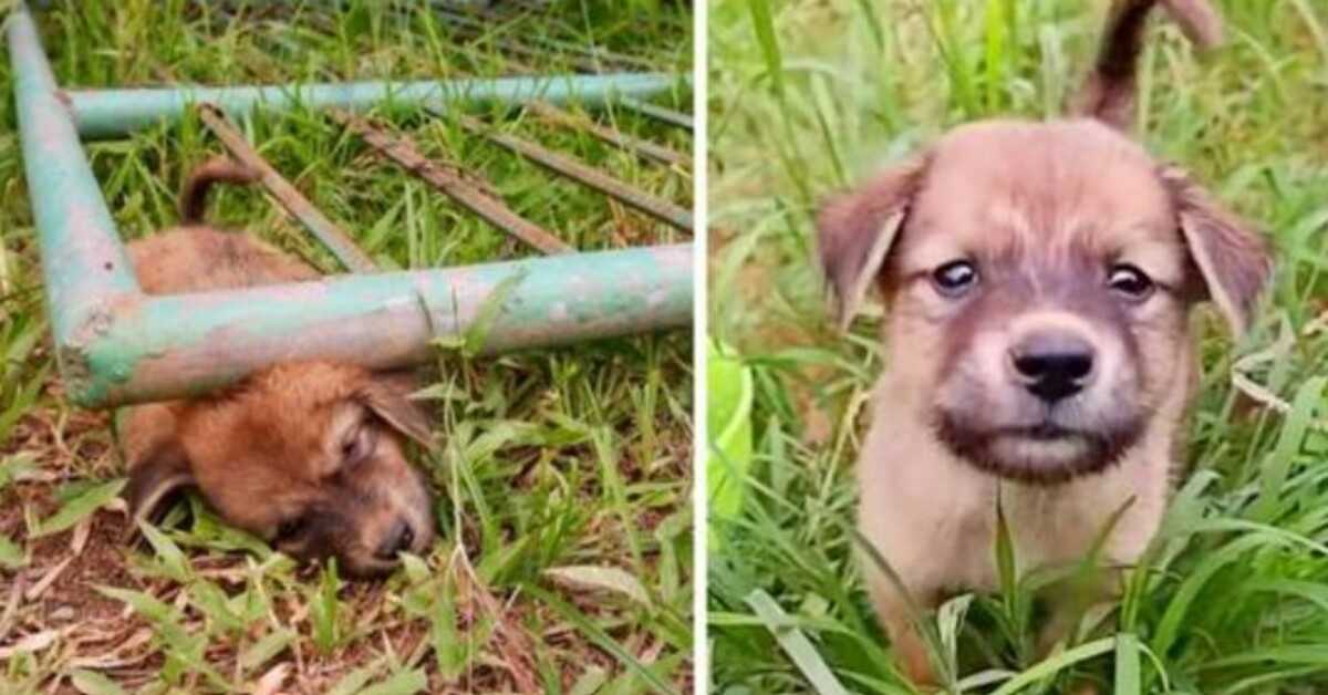 Το αδέσποτο κουτάβι κόλλησε κάτω από μια πύλη ουρλιάζοντας από τον πόνο, μέχρι που λιποθύμησε