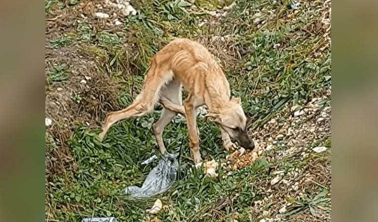 Βρήκε ένα φοβισμένο σκυλί που δεν εμπιστεύεται καθόλου τους ανθρώπους και είναι πολύ λυπημένος