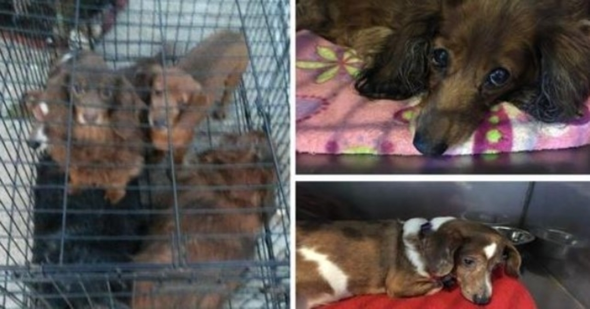 25 παραμελημένα Dachshunds που εγκαταλείφθηκαν σε ένα δρόμο δεν έχουν ιδέα ότι η βοήθεια είναι επιτέλους εδώ