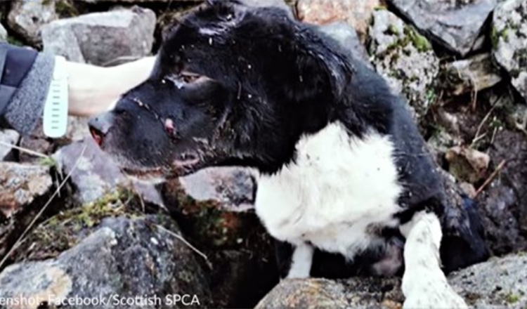 Το Border Collie που βρέθηκε θαμμένο ζωντανό κάτω από ένα σωρό βράχων υιοθετήθηκε από τον διασώστη