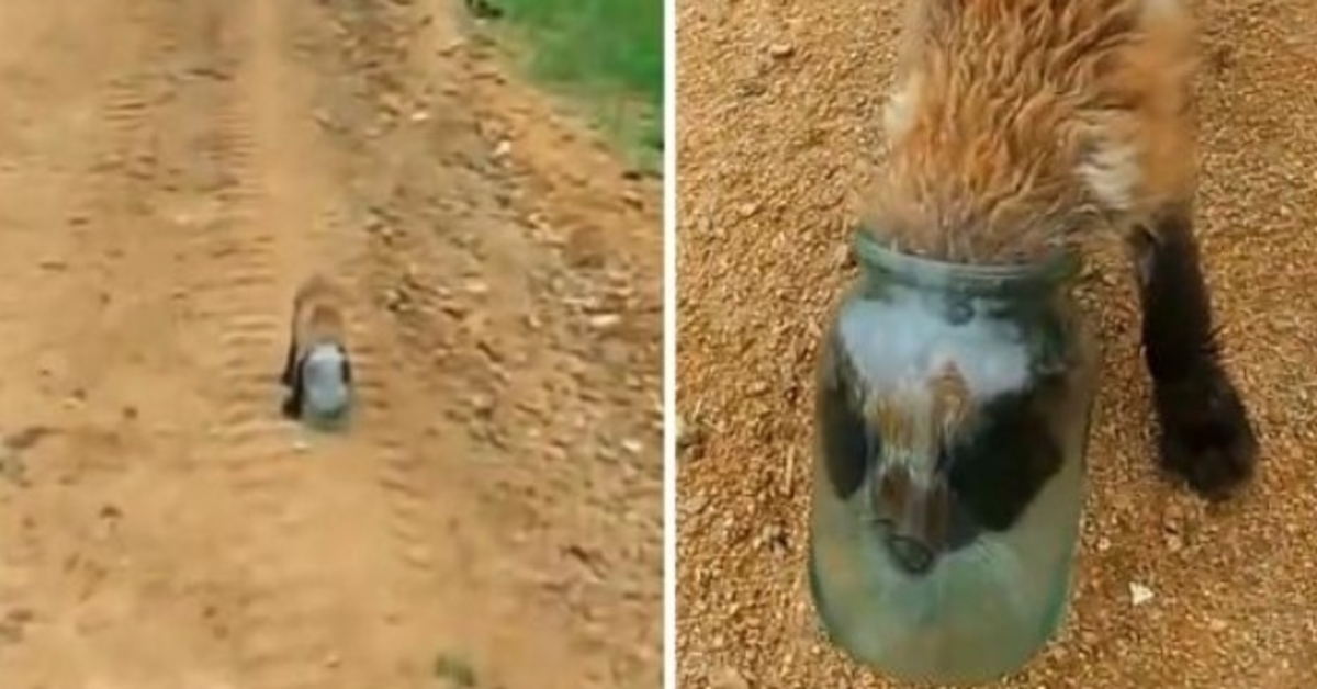 Το Baby Fox κολλάει το κεφάλι του σε ένα βάζο και πνίγεται, πλησιάζει τον άνθρωπο για βοήθεια