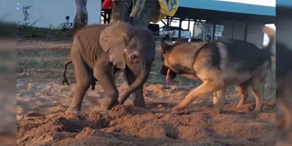 Το Forelorn Baby Elephant Cast From Hed For Illness Meets Dog Who Changes Everything