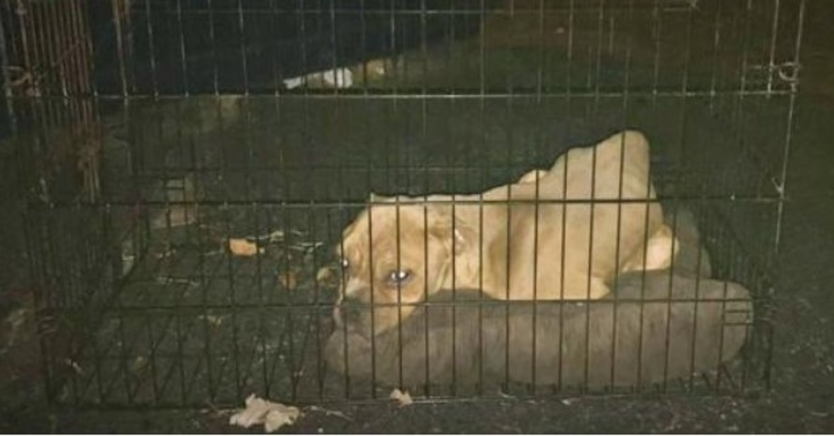 Το Bony Pit Bull που πετάχτηκε στο σκουπιδοτενεκέ το Dead Of Night είχε ακόμα μια λάμψη στα μάτια του