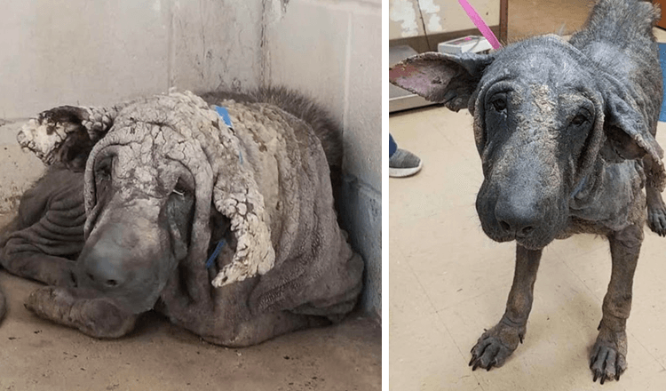 Το «Statue Dog» μπήκε στο καταφύγιο, έμεινε στη γωνία και δεν μπορούσε να κουνηθεί