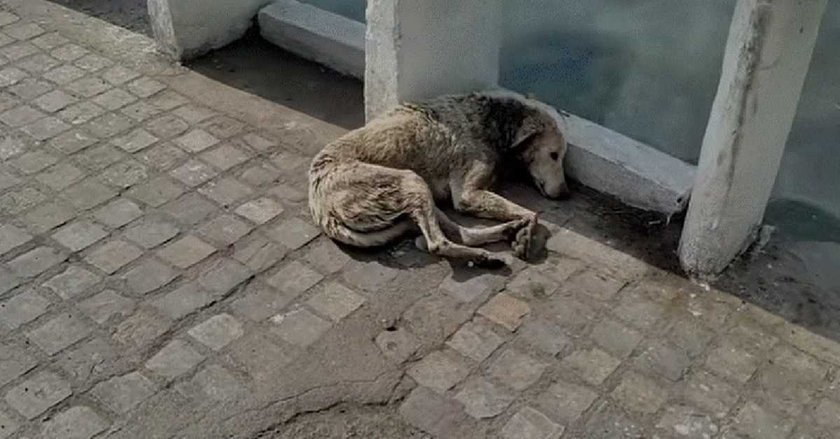 Σκύλος με πληγή στον λαιμό ξαπλώνει για να πεθάνει, αλλά η βοήθεια είναι καθ’ οδόν