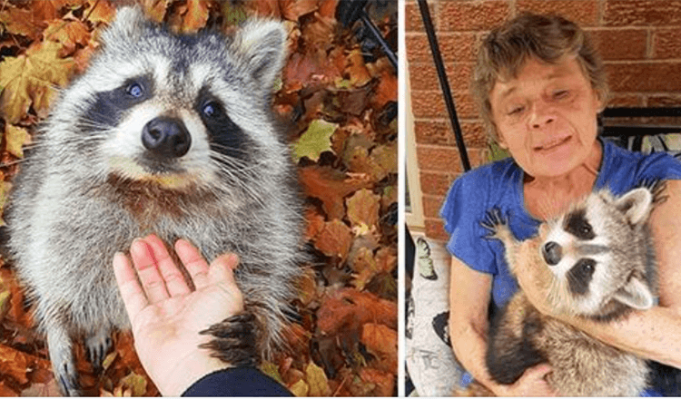 Το Raccoon επιστρέφει για να επισκεφθεί τη γυναίκα που τον έσωσε 3 χρόνια αργότερα