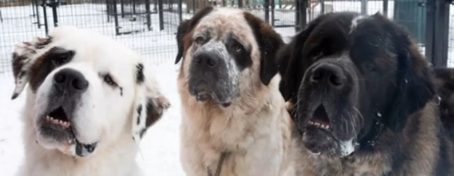 Οι αχώριστοι αδερφοί Saint Bernard πετάγονται σε καταφύγιο—τώρα, ψάχνουν για πάντα σπίτι