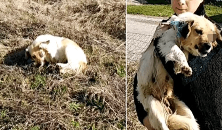 Τυφλωμένη από τον επιτιθέμενο, κράτησε το πόδι της και παρακαλεί τη γυναίκα να απομακρύνει τον τραυματισμό