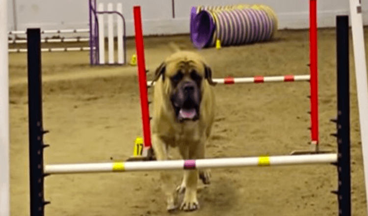 Το English Mastiff ολοκληρώνει το μάθημα ευκινησίας σε ρεκόρ αργό χρόνο