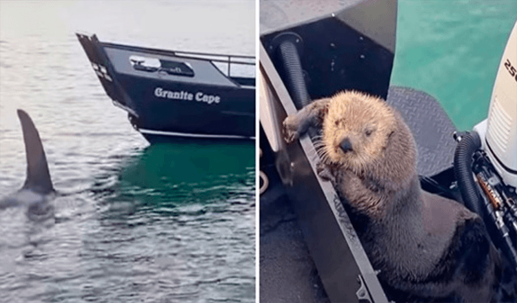 Ο Otter αναζητά καταφύγιο στη βάρκα ενός ανθρώπου καθώς μόλις που γλιτώνει από τα σαγόνια της φάλαινας δολοφόνος