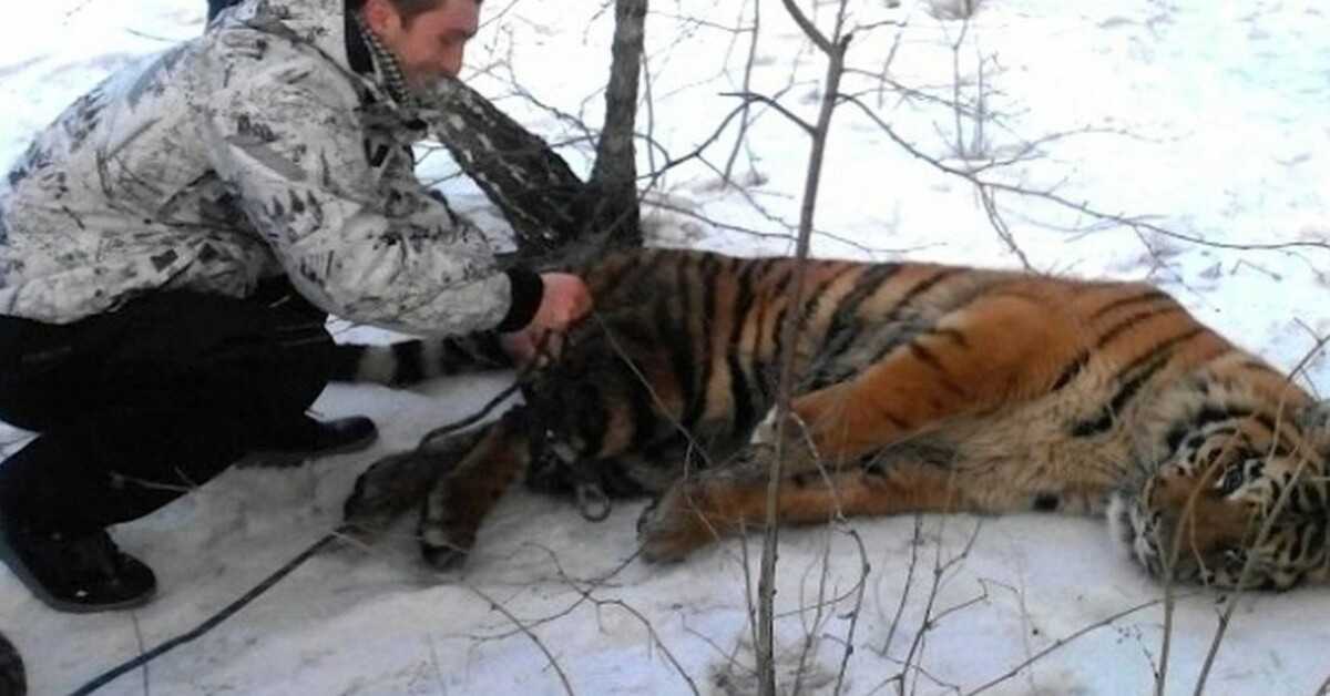 Η Άγρια Τίγρη ήρθε για να ζητήσει βοήθεια για να πάρει τη θηλιά γύρω από το λαιμό της