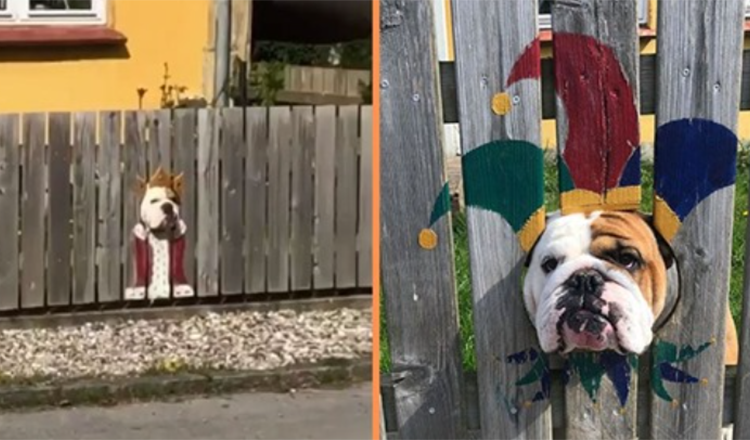 Woman Paint Fence For Nosy Bulldog – Passerby’s Find It Laurious