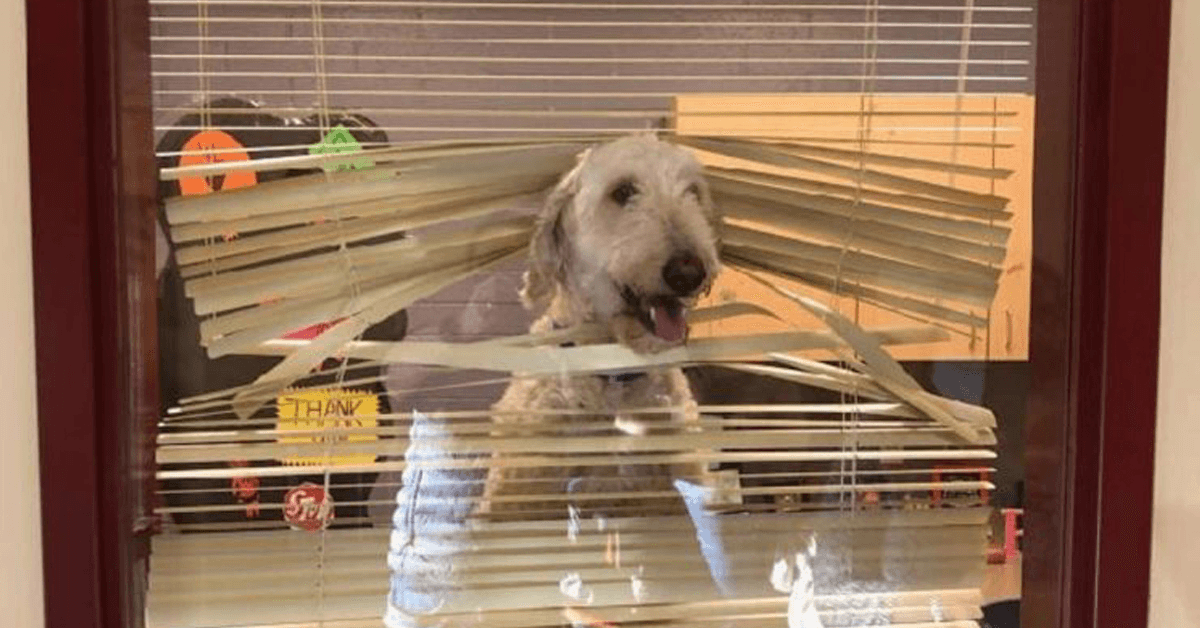 Το Labradoodle ακολουθεί τα παιδιά στο σχολείο και μετά η οικογένεια λαμβάνει τη φωτογραφία του στο γραφείο του διευθυντή